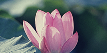 pink flower standing out